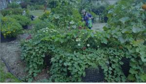 Raised Garden Beds by Simply Solar Greenhouses